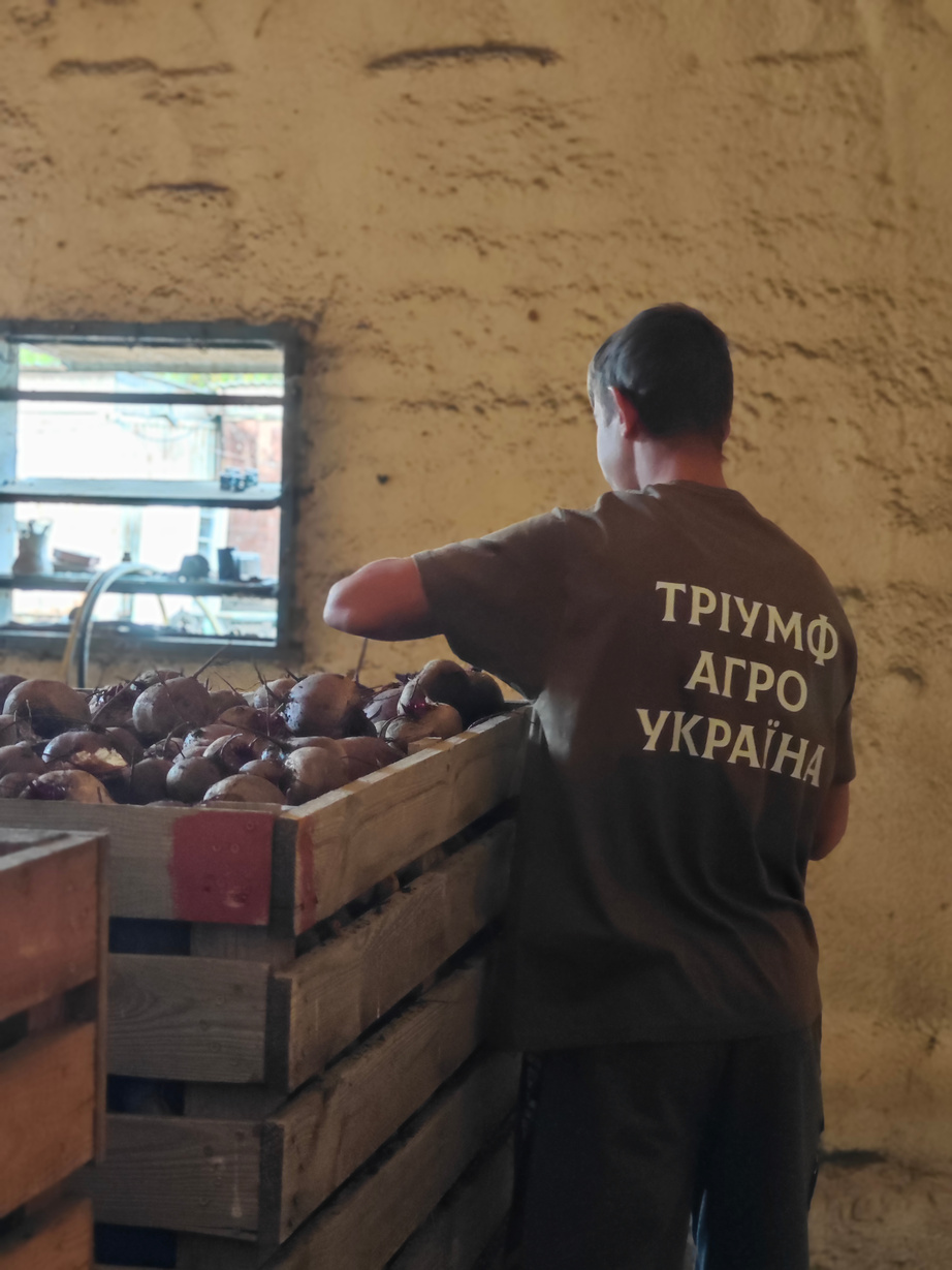 Сортування врожаю